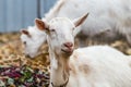 White goat at the village in a cornfield, goat on autumn grass, goat head looks at the camera Royalty Free Stock Photo