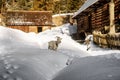 White goat walking in snow and wooden cottage in forest at background