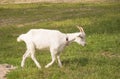 White goat walking