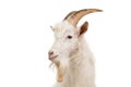 White goat on white background.