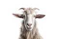 White goat on white background