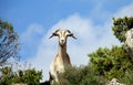 White goat in the wild nature Royalty Free Stock Photo
