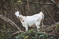 White goat in the woods Royalty Free Stock Photo
