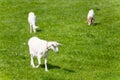 White goats