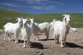 White goats