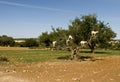 White goats in an Argan tree