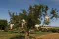 White goats in an Argan tree