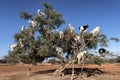 White goats on an Argan tree eating leaves Royalty Free Stock Photo