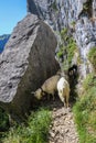 White goats with bell grazing in the Swiss Alps, near Appenzell in Alpstein mountain range, Ebenalp, Switzerland Royalty Free Stock Photo