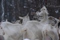 white goats eat branches in a winter snowy forest among large snowdrifts