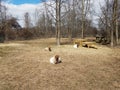 white goats at a farm sitting on the ground