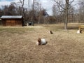 white goats at a farm sitting on the ground