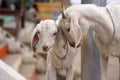 White goats in Ghats in Varanasi - India Royalty Free Stock Photo