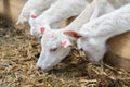 White goats on a goat farm. Goats grown for milk eat hay on a farm. Livestock Royalty Free Stock Photo