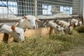 White goats on a goat farm. Goats grown for milk eat hay on a farm. Livestock Royalty Free Stock Photo