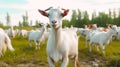 white goats graze in a farm meadow Royalty Free Stock Photo