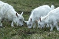 White goats graze in the meadow and chew green grass Royalty Free Stock Photo