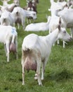 White goats in green grassy dutch meadow