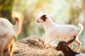 White goats kids running on a pasture