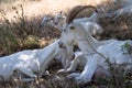 White goats with long horns lying in the shade of a tree