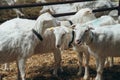 White Goats Standing at Farm in Wooden Shelter and looking at Camera. Chip in Ear. Cute and funny. Close-up.