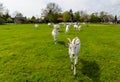 White goats walking in the green pasture.