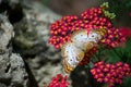 white and gold butterfly In for a landing Royalty Free Stock Photo