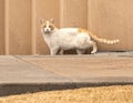 A white and gold cat, alertly checking it`s surroundings in Fort Worth, Texas.