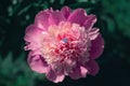 White gold engagement ring with diamond lying in the middle of a peony flower. Royalty Free Stock Photo