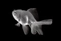 white gold fish on black background Royalty Free Stock Photo