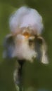 White Gold and Light tan Tall Bearded Iris Blossom