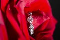 white gold ring with diamonds in red rose petals Royalty Free Stock Photo