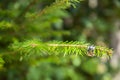 Wedding Rings on Pine Tree Branch at Rustic Wedding Royalty Free Stock Photo