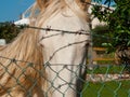 White and golden horse face behind wire mesh and barbed wire Royalty Free Stock Photo