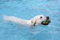 White golden labrador retriever swimming in swimming pool Royalty Free Stock Photo
