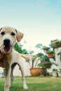 A white and golden puppy