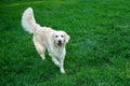 White golden retriever dog coming forward on green grass in park Royalty Free Stock Photo