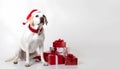 White golden retriever dog in Santa Claus Christmas red hat sitting near the gift boxes with ribbons on white background with Royalty Free Stock Photo
