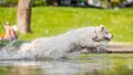 A White Golden Retriever Jumping through a lake. Royalty Free Stock Photo