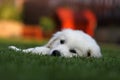 White golden retriever lazy in grass