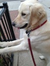 White Golden Retriever Puppy In Attentive Pursuit Royalty Free Stock Photo