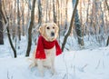 White golden retriever puppy enjoy on snow in forest. sunny winter day Royalty Free Stock Photo