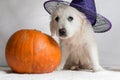 White Golden Retriever puppy with a witch hat sitting next to one pumpkin Royalty Free Stock Photo