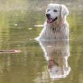 A White Golden Retriever sitting in a lake. Royalty Free Stock Photo