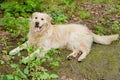 White golden retriever take a rest, portrait in forest Royalty Free Stock Photo