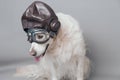 White golden retriever with vintage aviator helmet and goggles against a grey seamless background