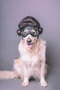 White golden retriever with vintage aviator helmet and goggles against a grey seamless background