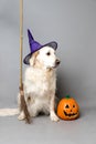 White golden retriever with a witch hat, broom, and jack o lantern against a grey seamless background Royalty Free Stock Photo