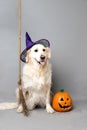 White golden retriever with a witch hat, broom, and jack o lantern against a grey seamless background Royalty Free Stock Photo