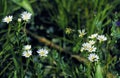 White Goldenrod  52163 Royalty Free Stock Photo